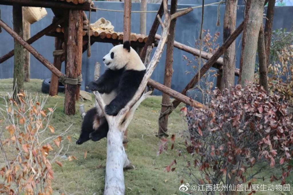  成实|大熊猫“成实”＆“园月”，要回家了！