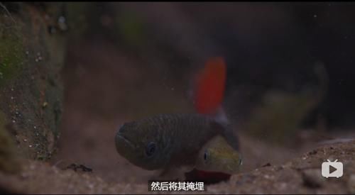  女王|为了躲避猎杀和寻找水源，女王带着族群，开启了逃亡之旅