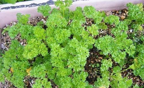 三大|风味大不同?认识三大香菜:芫荽、鸭儿芹、香芹