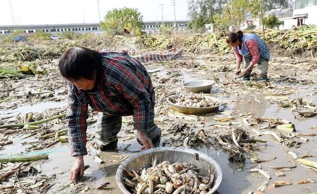 试试|中秋期间，正是“水中仙”上市的时候，不妨试试，口感好营养高