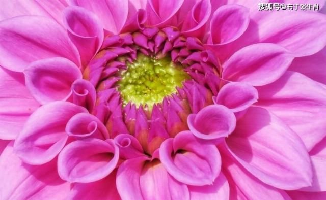  收入|8月上旬起好运相伴，事业扶摇直上，财富收入与日俱增的4大生肖