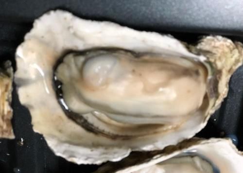  难道|撬生蚝时，难道用工具直接撬？原来一直做错，难怪这么累，又费劲