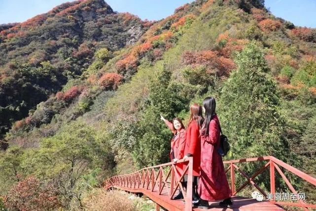  周至|周至有一种风景，叫青山红叶！