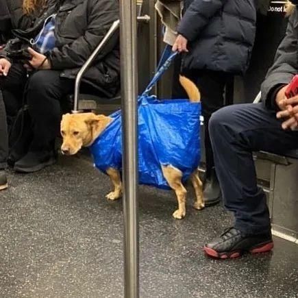  乘坐|美国人怎么喜欢带着宠物猫狗乘坐地铁？爱猫狗人士慎点