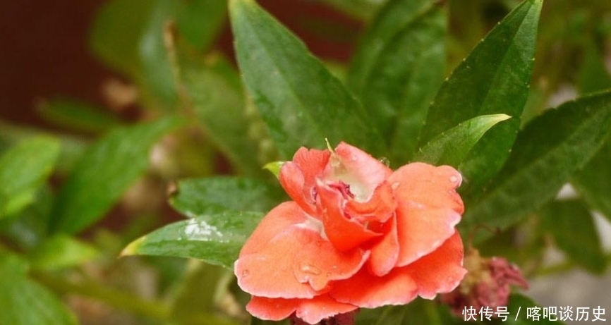 毛主席|指甲花你知道吗？曾受毛主席的赞美，一起来看诗词中的指甲花吧！