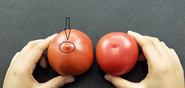 多汁|买西红柿要挑选“母”的,顶部看一眼就能辨出,沙甜又多汁