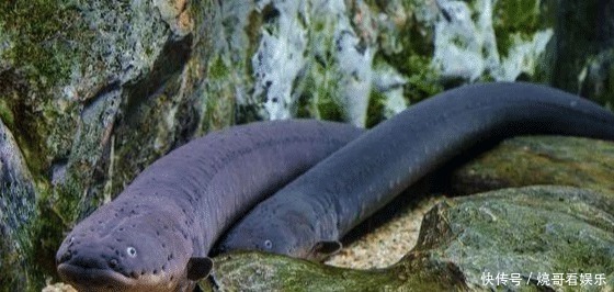 食人鱼|亚马逊河横着走的顶级杀手,食人鱼躲着走,鳄鱼只能选择同归于尽