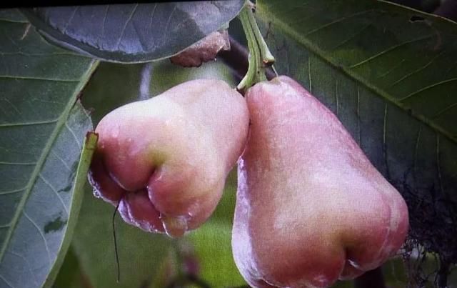  水果|鼓掌！多种热带水果在公安“安家”