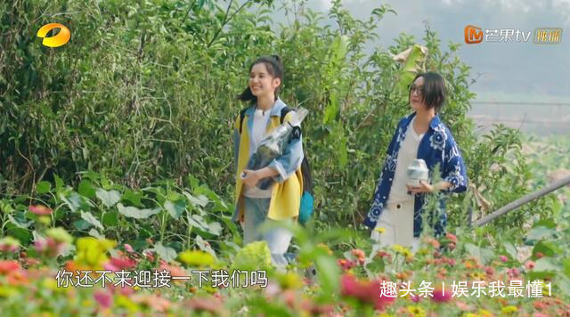 待遇|《向往》待遇最好新人,节目组狂给镜头,看她对周迅的称呼明白了