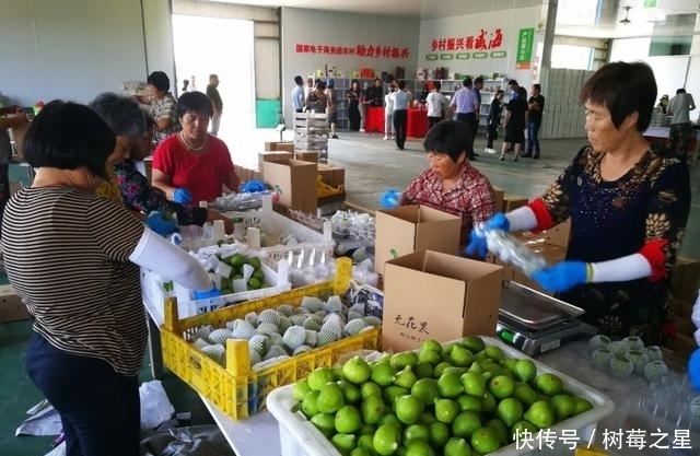 样板片区|乡村振兴看威海主题活动启动，首站走进埠柳