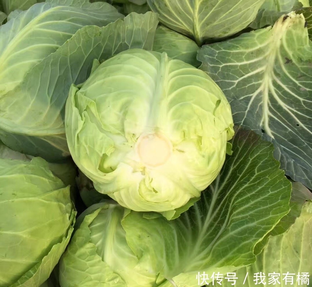 可口|做手撕包菜，直接下锅就错了！学会这一招，不发黑不油腻酸爽可口