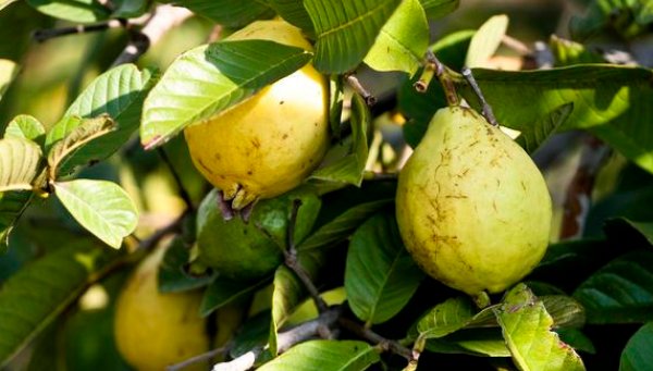  嫁接|石榴的栽培很简单，掌握好下面几点栽培技巧，便能高产又优质