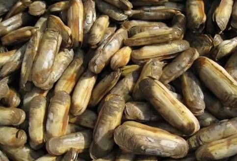 今日|今日开海!这84种海鲜,你都认识吗?你真的会吃海鲜吗?