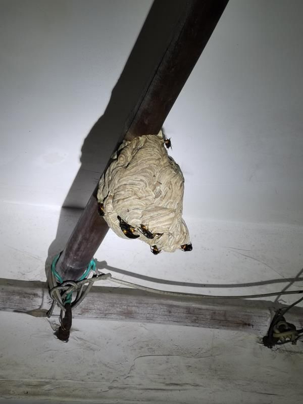 江门|厕所窗户发现马蜂窝,5月以来,江门消防已处置285次蜂窝警情