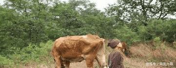 当年|朱元璋当上皇帝后,找到当年欺负他的地主,直接送了一件特殊礼物!