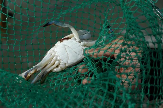  鲜味|鲜味回归！别流口水！宁波养殖梭子蟹夏捕开始啦