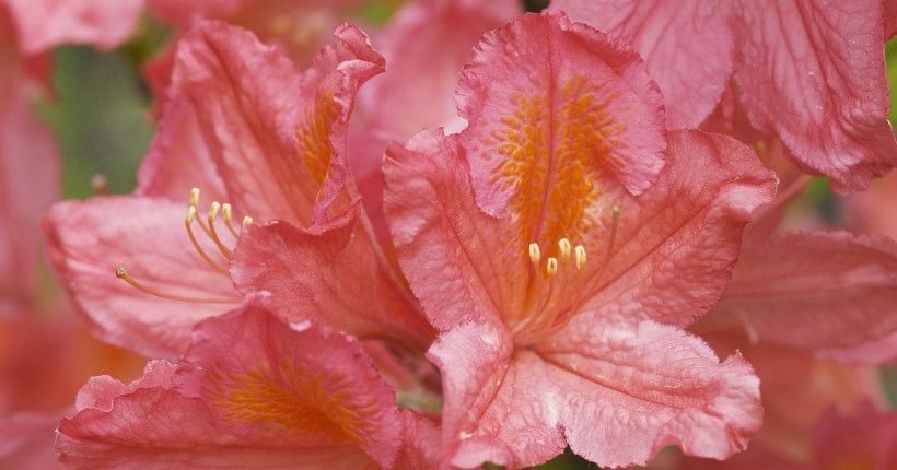  四大|两周后，面对爱情十分高冷，内心缺乏安全感，羞于表达的四大生肖