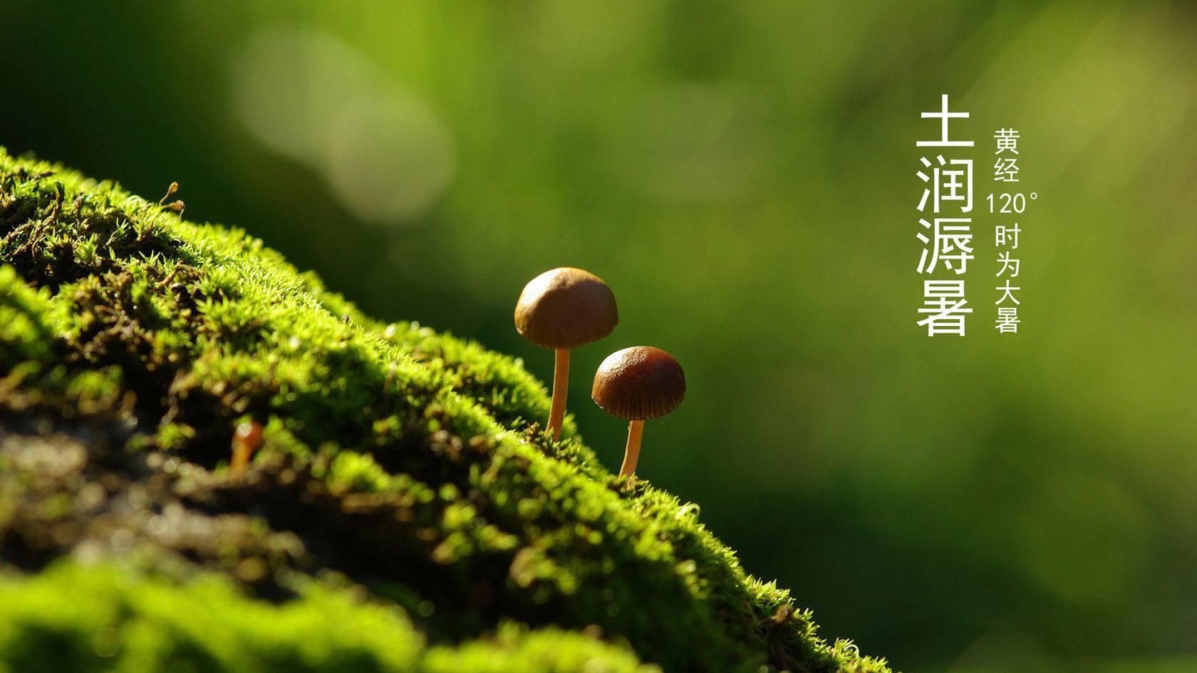  群发|关于大暑短信祝福群发的句子