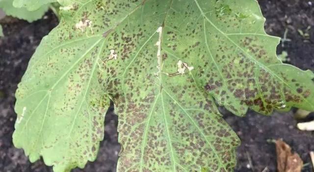  病害|想要温室大棚的秋葵获得高产，2种常见病害的防治是关键