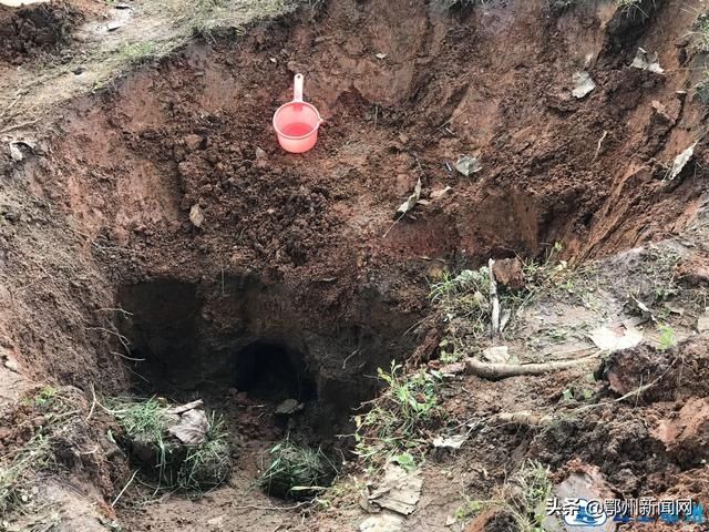  白蚁|鄂州防汛江堤挖出白蚁巢穴 消除大堤安全隐患