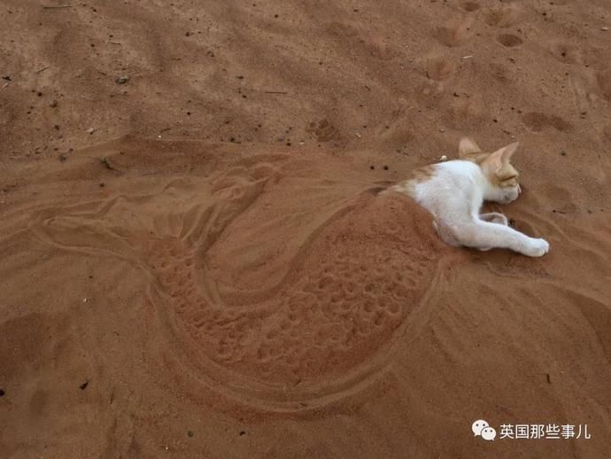  沙漠|霓虹妹子嫁到阿联酋，在5万平米的沙漠＂后院＂里养猫养骆驼?!