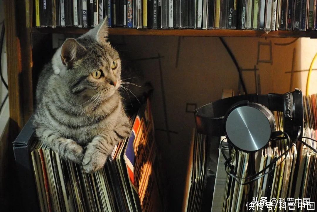 猫主子到底想干什么(猫主子到底关不关心你？这下总算有结论了)