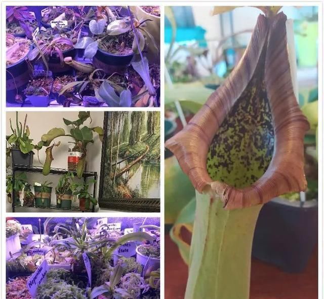  老爸|13岁“学霸”一个月偷刷老爸微信9万元，居然买了一堆草