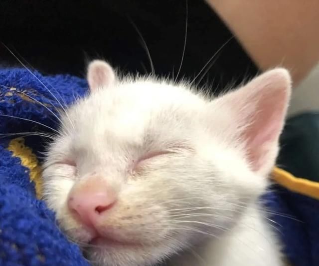  流浪|网友捡到一只瘦弱小流浪猫，几个月后变身肌肉壮汉