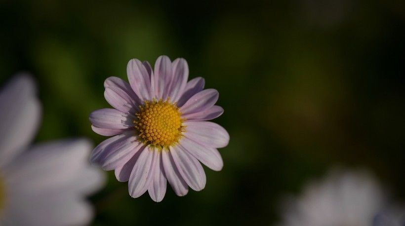  难断|7月末，桃花重开，失而复得，情缘难断，爱情再次继续的4大生肖！