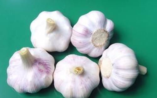  菜农|买回来的大蒜总是会发芽？菜农教我这一招，存放许久都不会坏！