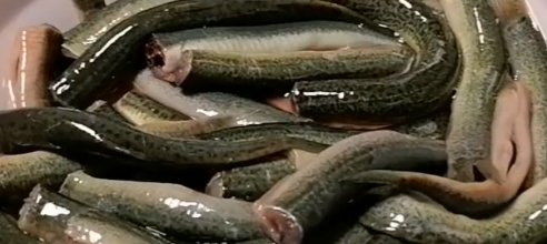  消炎|天然的抗菌消炎菜，做法简单，味道鲜美，嗓子疼了就吃上一盘