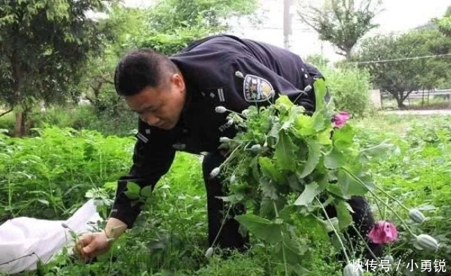  罂粟|中国唯一合法种植“罂粟”，规模高达一千亩，武警携真枪全天看守