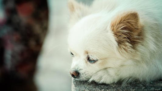  陌生人|长时间不遛狗，会造成什么后果？