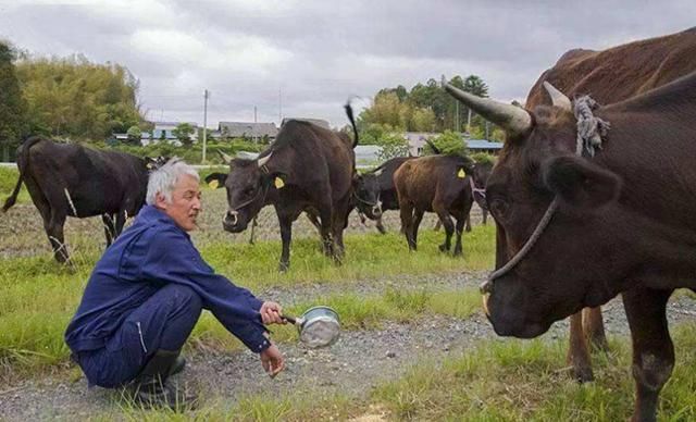  松村菅直人|老人独守福岛核辐射区，无偿照顾动物6年，政府却盼着他早点死