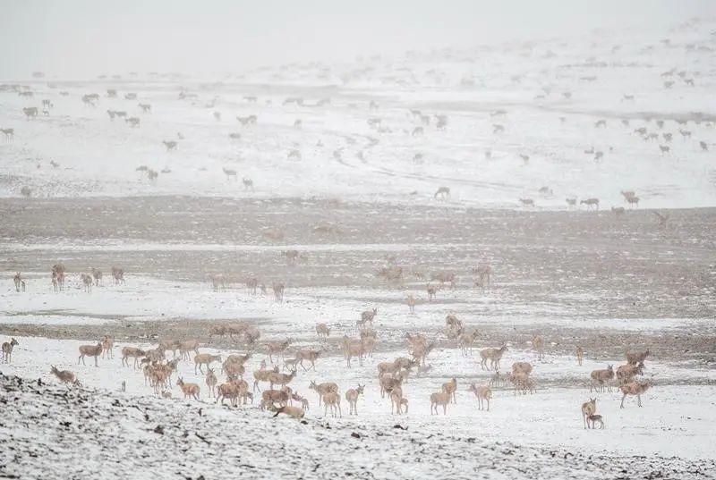  深圳|可可西里的守护者！深圳男子用镜头记录荒原上的藏羚羊