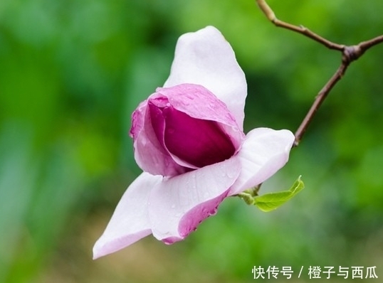 大运|明天开始被大财砸中，连走3年大运，财大气粗，步步高升的3生肖