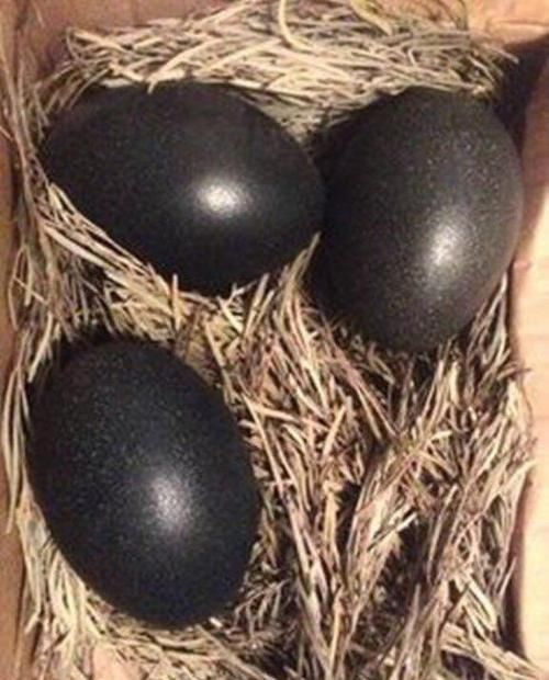 鸡界|600万一只的鸡,堪称鸡界的劳斯莱斯,鸡蛋都是黑色的!