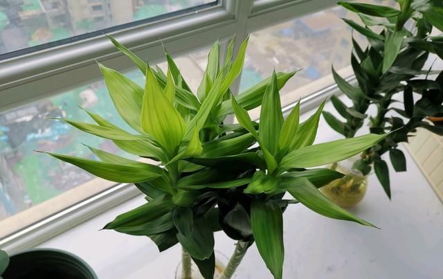  黄叶|养富贵竹，解决5个问题，富贵竹不烂根不黄叶，油绿茂盛节节高