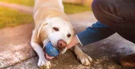  狂犬|狗子“拆家”还“拆我”？被宠物抓咬一定要打狂犬疫苗吗？