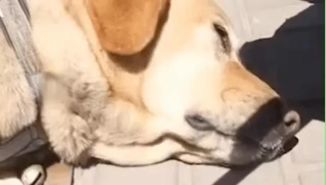 对不起|对不起，这一亿被他们辱骂的人，正在被迫消失！