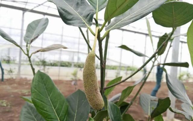  水果|鼓掌！多种热带水果在公安“安家”