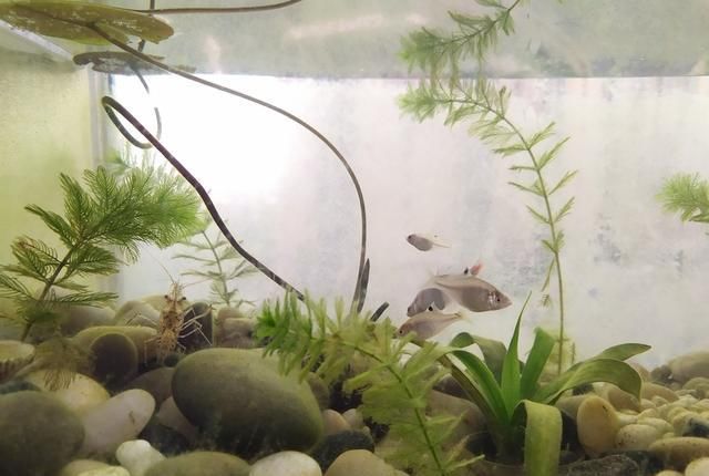  茉莉|几种废水变“肥水”，茉莉君子兰蟹爪兰“喝了”，长势旺得不得了