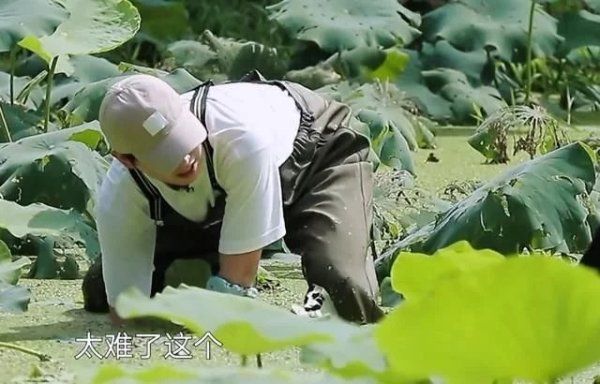  节目|《向往4》嘉宾挖藕被质疑是作秀，官博公开科普，打脸有点狠