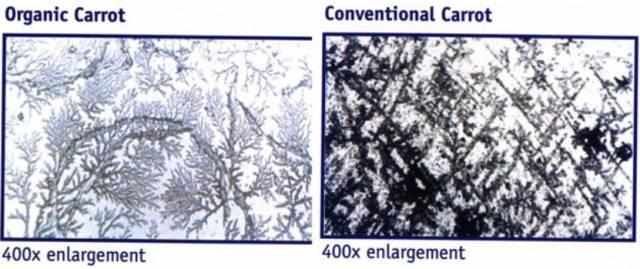  农业|菜吧：我相信有机农业的存在