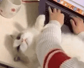 猫咪|猫咪：这年头……我们当猫的太不容易了！