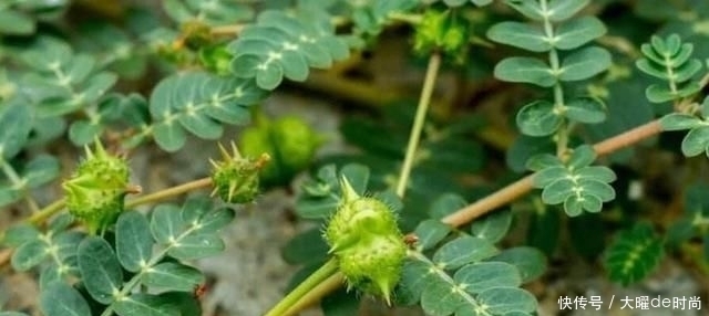  植物|农村的野生黄芪什么样？和野刺蒺藜是一种植物吗？怎么分辨？