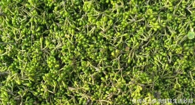 咸丰|在咸丰吃饭,我被山胡椒迷了魂!