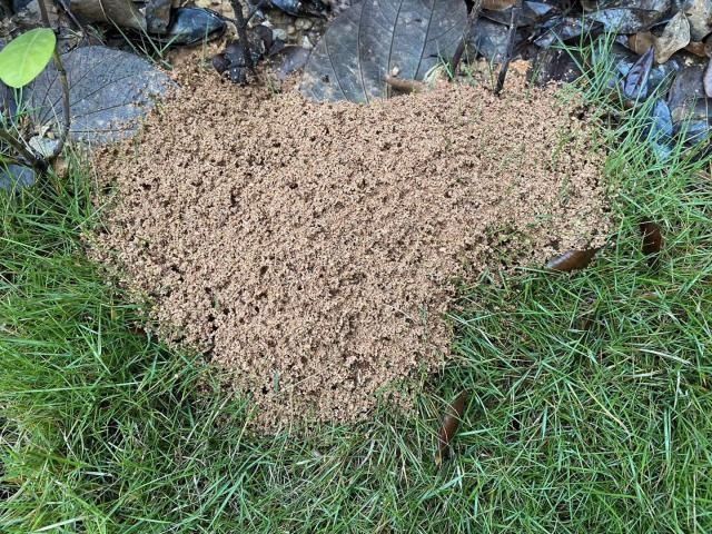 水疱|当心!这种虫子千万不能拍打!市民被隐翅虫叮红肿长水疱