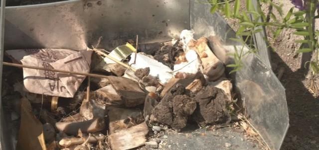 主人|遛狗，别让文明“溜走”