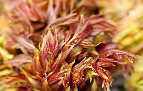 健康|营养专家提醒4种食材,不焯水从来不吃,再懒也不能图省事